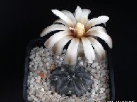 Gymnocalycium berchtii VS161.jpg